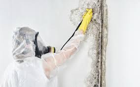 Best Forensic Mold Investigation  in Ganado, TX